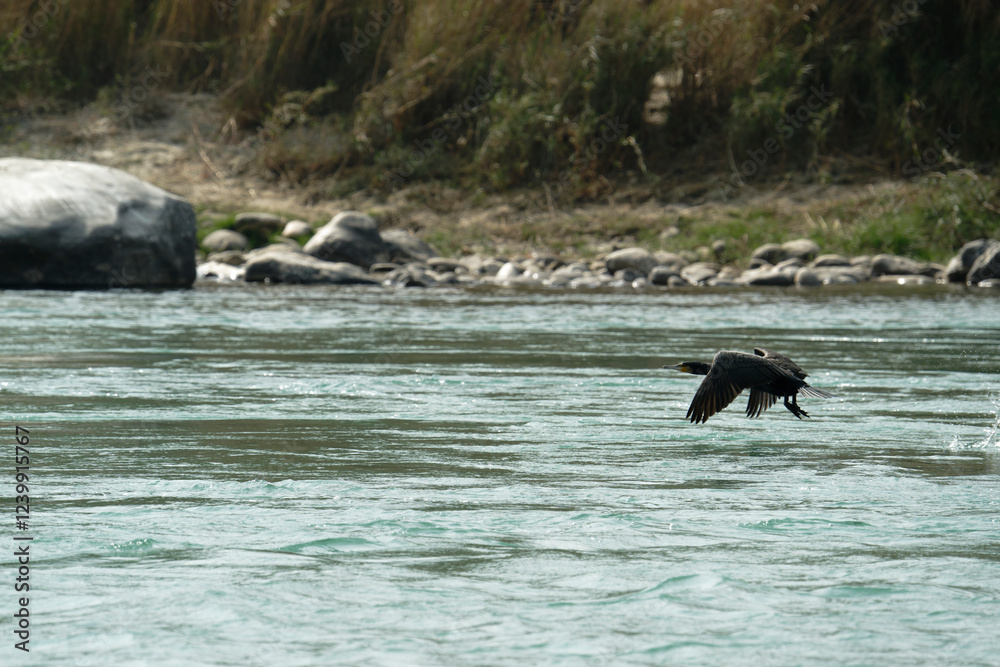 Fototapeta premium Cormorant flying