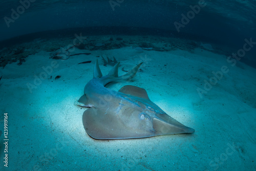 A close-up underwater shot of a shovelnose ray resting on the sandy seabed, showcasing its unique features in the clear waters of Lady Elliot Island, Australia.