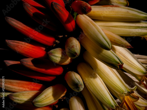 Macro style photography of flower, life and plants 