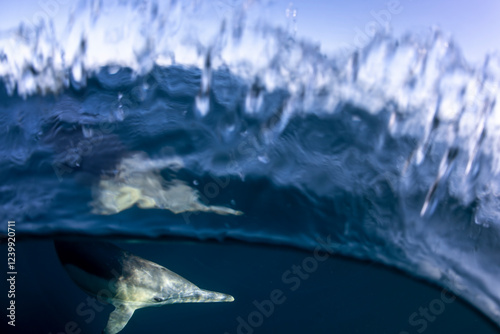 A graceful pod of common dolphins glides through the blue waters off the coast of New South Wales, Australia  photo