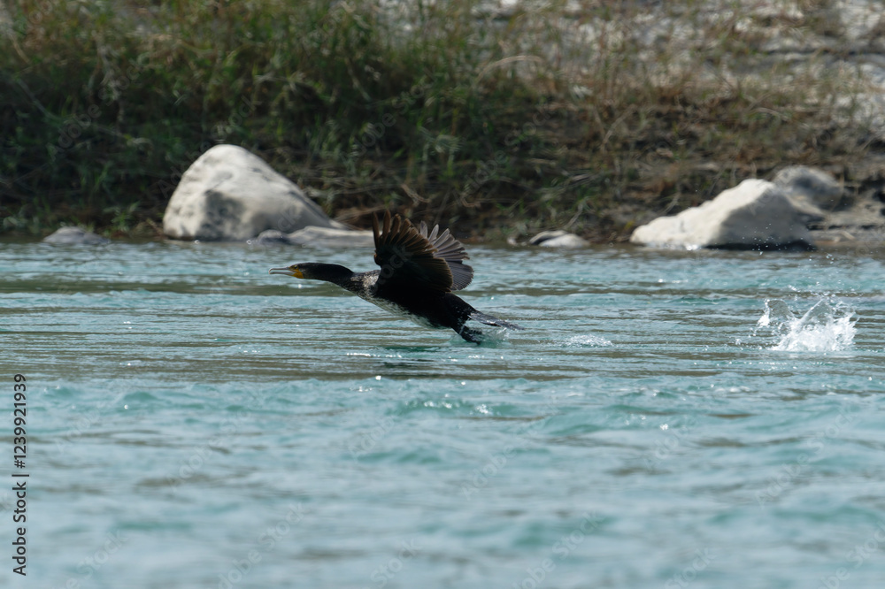 Fototapeta premium Cormorant flying