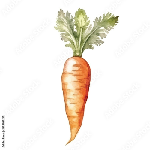 watercolors Carrot vegetable  illustration