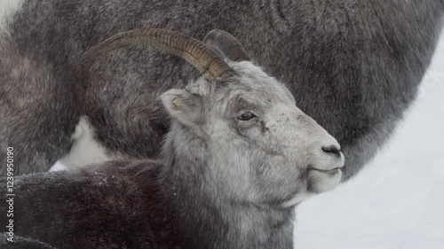 Close Up Of Thinhorn Sheep Resting On Snowy Landscape Of Yukon Canada In Winter photo