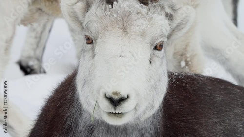 Ovis Dalli Or Dall Sheep Close Up On The Head, Whitehorse, Yukon, Canada photo