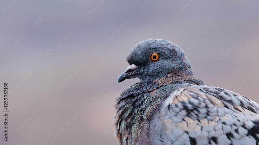 Pigeon captured in detail, highlighting its textured plumage and striking gaze Pigeon captured in detail, highlighting its textured plumage and striking gaze