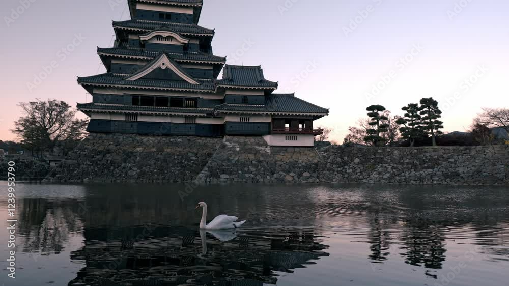 A graceful swan glides across the calm waters surrounding Matsumoto Castle during a serene autumn sunset. A graceful swan glides across the calm waters surrounding Matsumoto Castle during a serene autumn sunset.