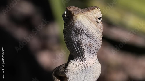 lizard