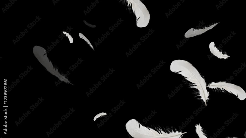 Many white feathers floating and falling on a transparent background, Animation of feathers falling diagonally from above,
Isolated gently falling white feathers. Abstract animation. 