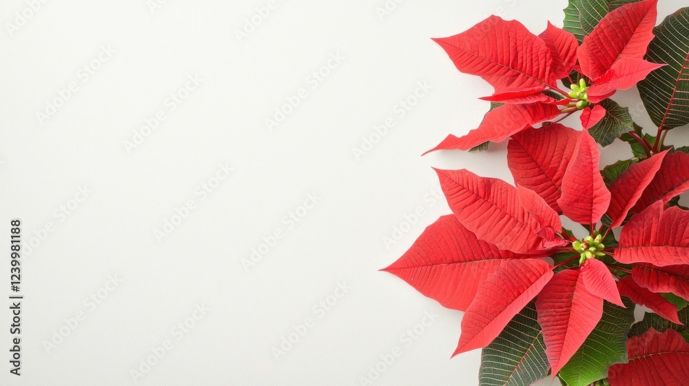 Obraz premium Red Poinsettia Christmas Floral Arrangement on White Background