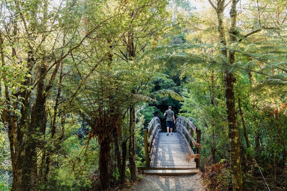 Hiker crosses a wooden bridge through lush New Zealand forest. Sunlight filters through the trees. Wentworth Valley, Whangamata, Coromandel Peninsula, New Zealand Hiker crosses a wooden bridge through lush New Zealand forest. Sunlight filters through the trees. Wentworth Valley, Whangamata, Coromandel Peninsula, New Zealand