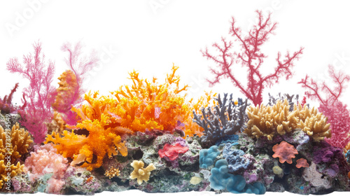 Fototapeta Naklejka Na Ścianę i Meble -  Colorful coral reef growing on transparent background in aquarium
