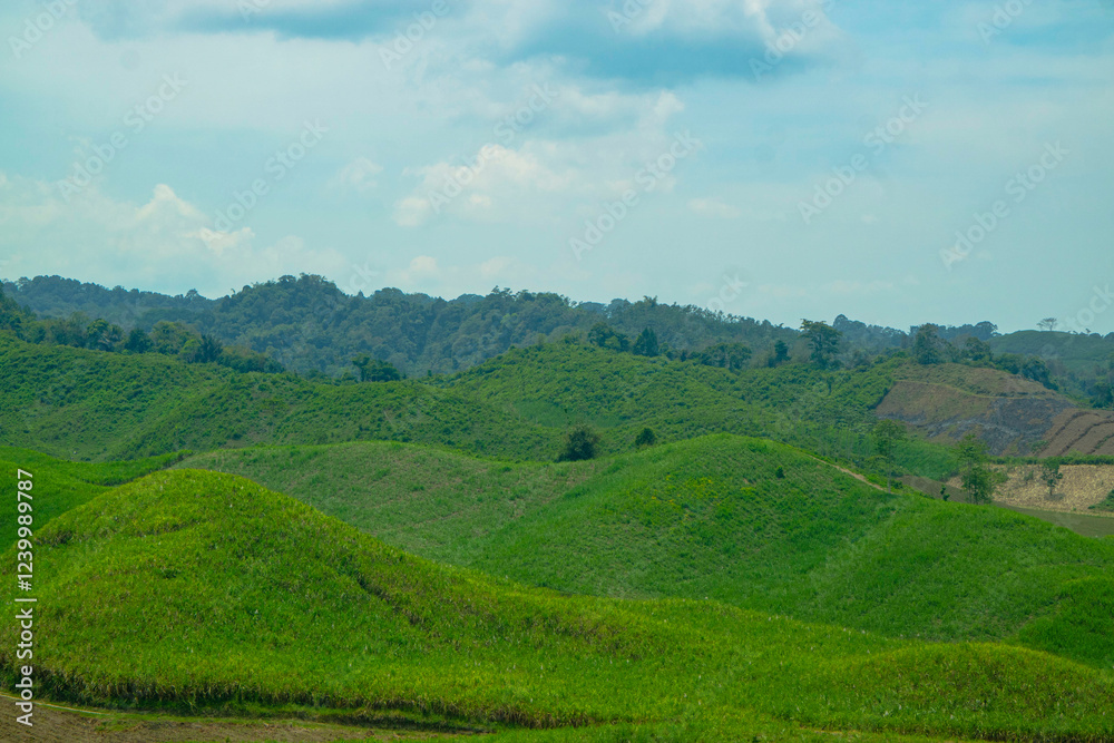 LANDSCAPE OF GREEN GRASS FIELD LANDSCAPE OF GREEN GRASS FIELD