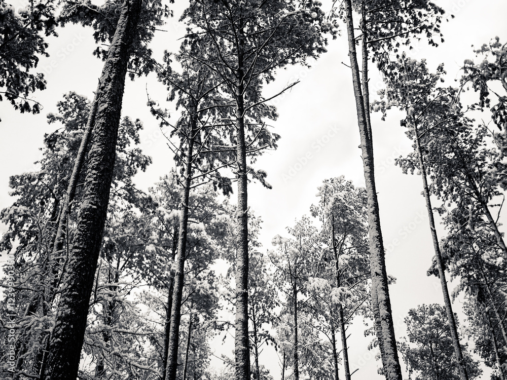 Naklejka premium Winter's Embrace: Snow-Covered Pines Reaching Toward the Sky