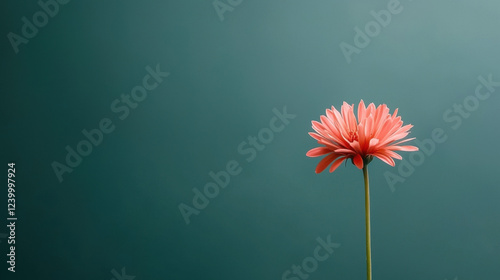 A vibrant pink flower stands gracefully against a soft green background, showcasing its delicate petals and slender stem.