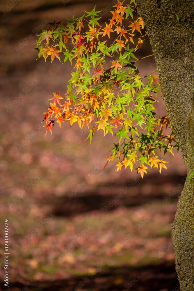紅葉