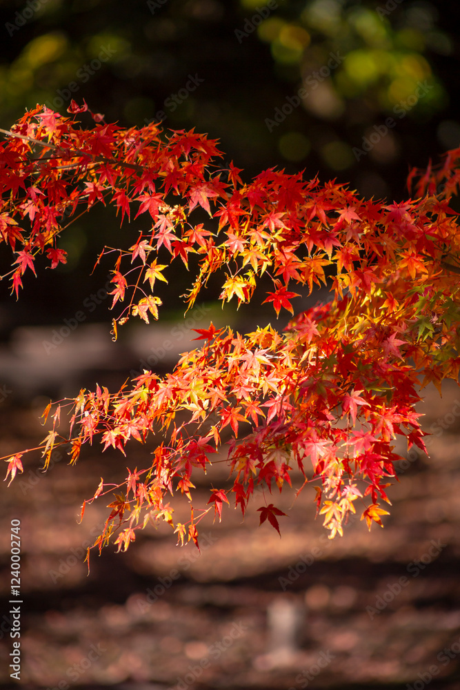 紅葉