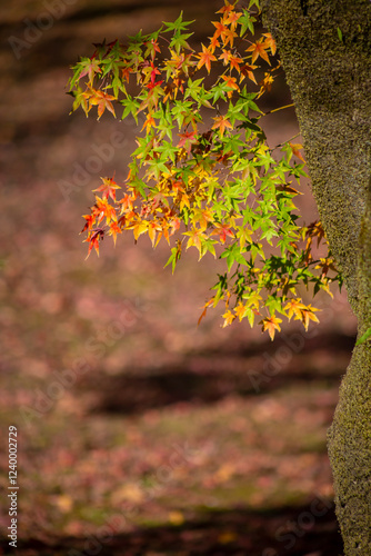 Obraz na płótnie 紅葉 w salonie