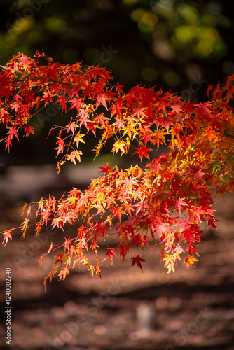 紅葉