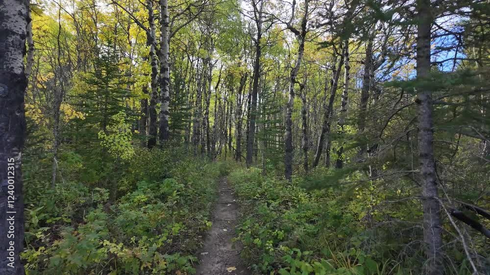 Strolling through a Canadian forest amid vibrant fall foliage Strolling through a Canadian forest amid vibrant fall foliage