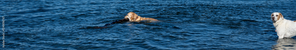 Naklejka premium Pair of friends, golden retriever and mixed breed dogs, fetching a large stick in the cold winter waters of Puget Sound, playing in Golden Gardens Park, Seattle, Washington 