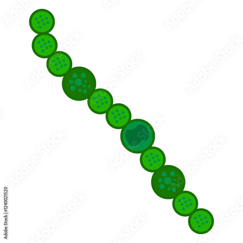 anabaena