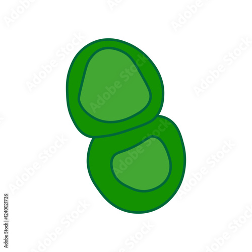Synechococcus  photo