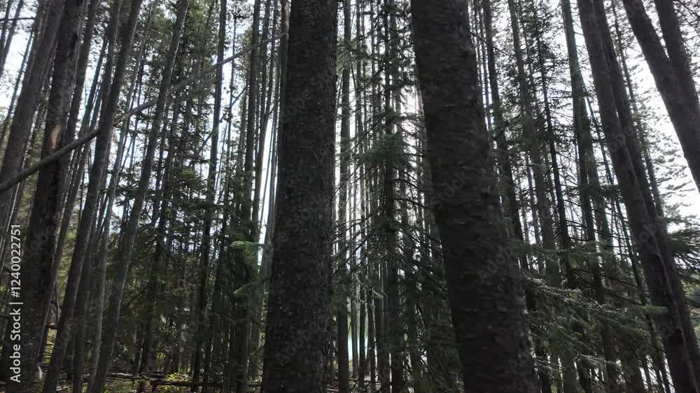 Nature’s Recovery and Resilience, video taken at Jasper National Park