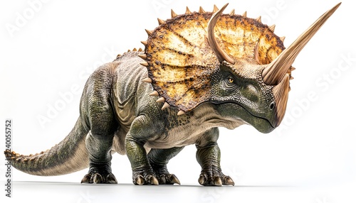 Fototapeta Naklejka Na Ścianę i Meble -  A majestic Triceratops dinosaur stands on a white background