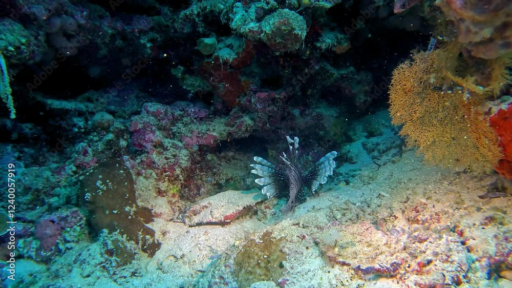 Lionfish with bold patterning typical of venomous species. Lionfish with bold patterning typical of venomous species.