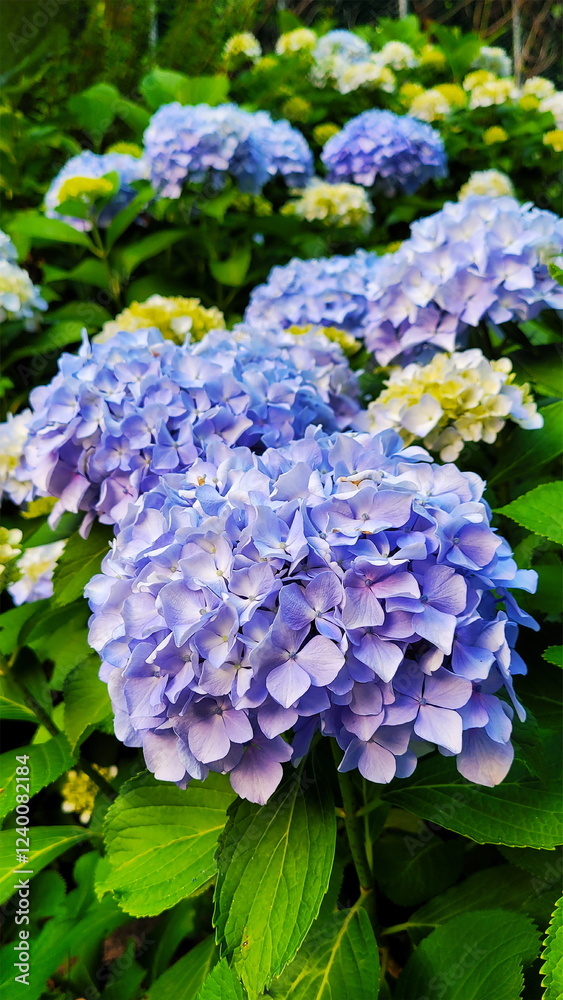 Delicate Elegance of Pale Purple Hydrangeas in Full Bloom Delicate Elegance of Pale Purple Hydrangeas in Full Bloom
