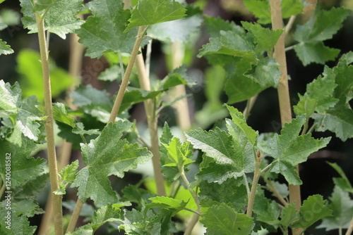 Splendid Chaparral Bushmallow, Malacothamnus Fasciculatus Variety Laxiflorus, an exciting native synoecious shrub displaying palmately lobed ovate leaves during Spring in the Santa Monica Mountains. photo