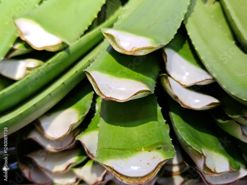 Group of alove vera leaf selling in market