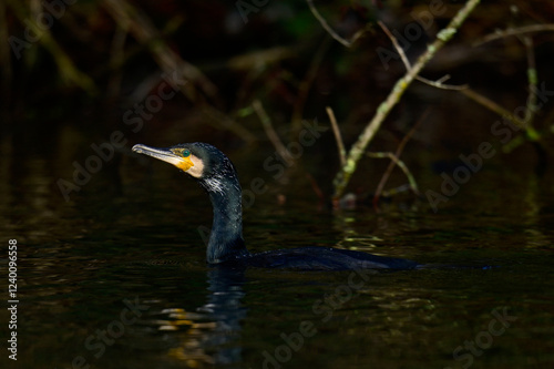 Kormoran // Great Cormorant (Phalacrocorax carbo) photo