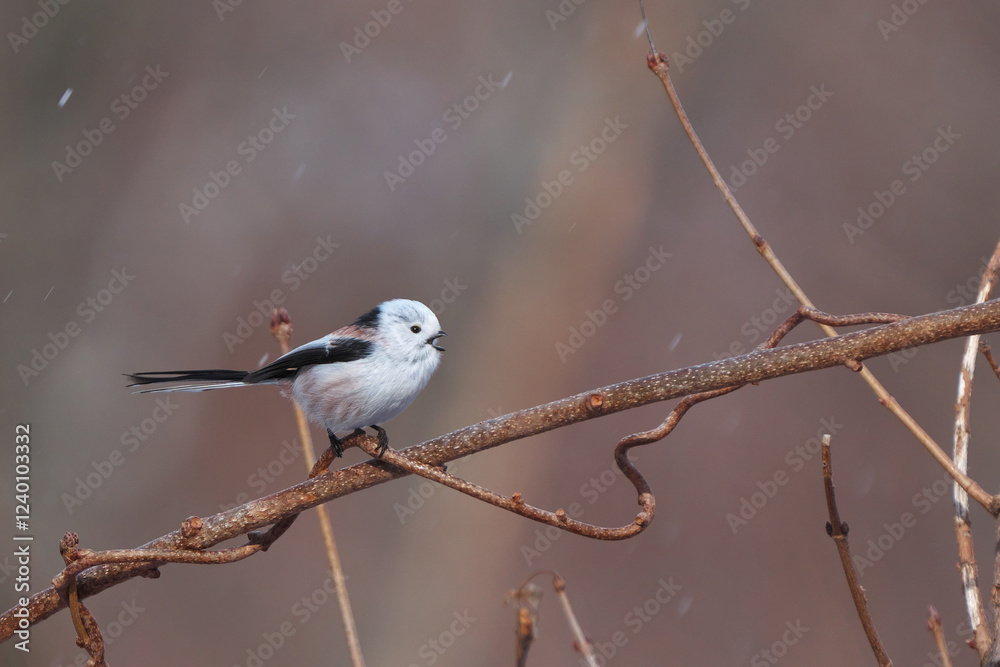 枝に止まって鳴いているシマエナガ 枝に止まって鳴いているシマエナガ