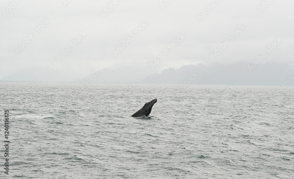 Fototapeta premium whale in alaska