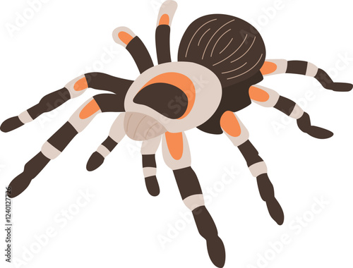 Illustration of a Tarantula Spider
