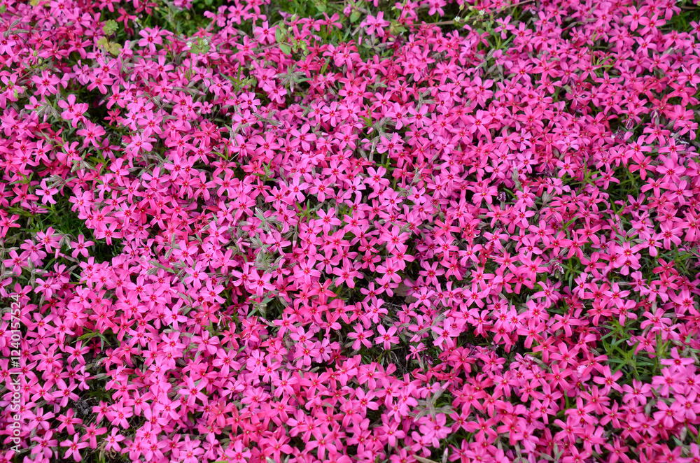 Naklejka premium 芝桜