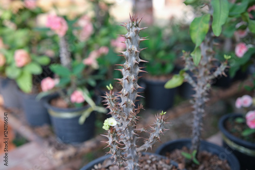 Euphorbia milii, the crown of thorns, Christ plant, or Christ's thorn, is a species of flowering plant in the family Euphorbiaceae photo