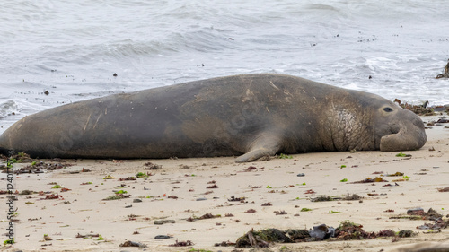 A large Elephant Seal Bull on the beach