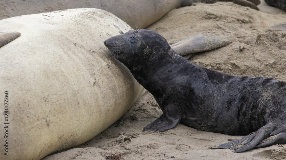 Fototapeta premium An Elephant Seal Mom and her pup