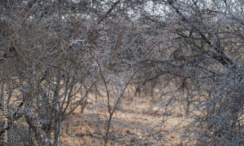 Acacia bush with thorns in Kruger National Park South Africa