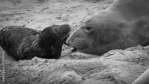 An Elephant Seal Mom and her pup