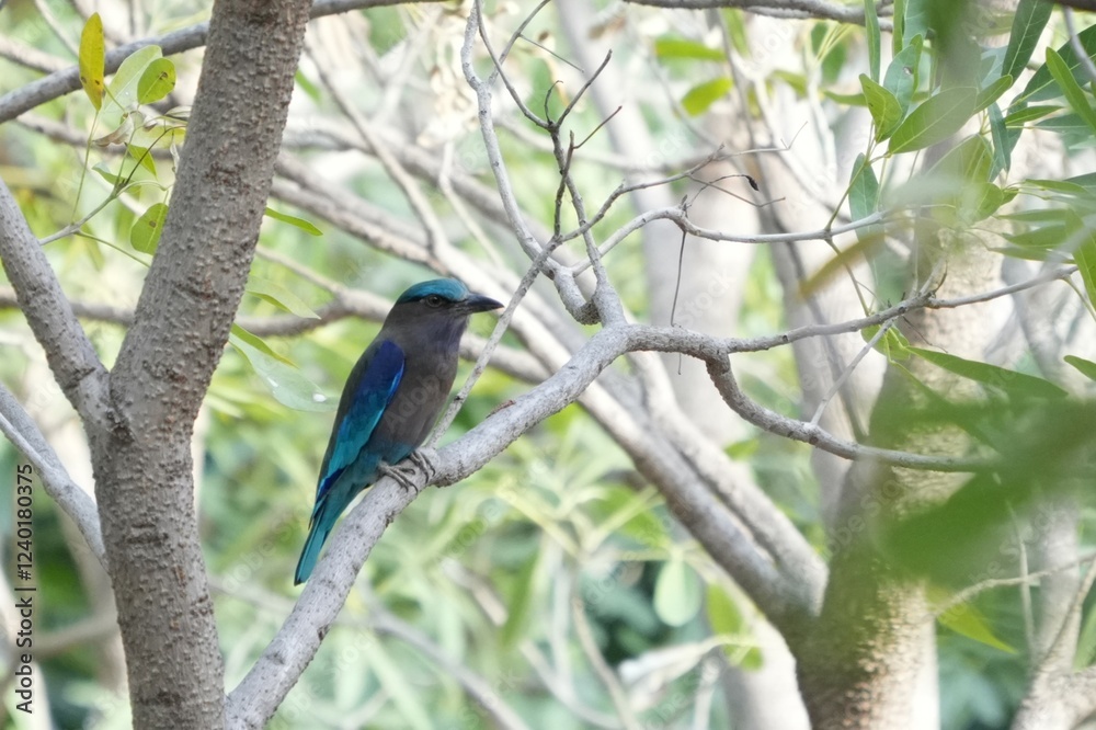 Natural bird images in Bang Pu District, Samut Prakan Province, Thailand Natural bird images in Bang Pu District, Samut Prakan Province, Thailand