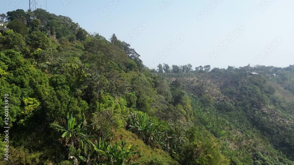 Lush mountain landscape covered in dense forest, featuring a variety of tree species with vibrant green foliage. Dense forest in a mountain trees wild life sanctuary in bangladesh
