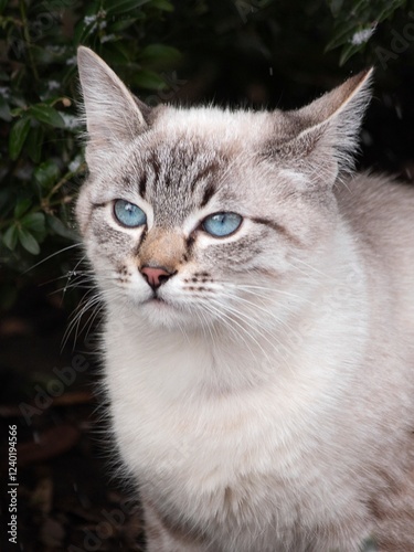 Wallpaper Mural  Siamese cat with blue eyes close up Torontodigital.ca