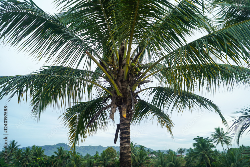 A single, tall coconut palm tree stands majestically against a backdrop of lush greenery and distant mountains, creating a serene tropical landscape. Close-up of Young Coconuts Growing on a Palm Tree A single, tall coconut palm tree stands majestically against a backdrop of lush greenery and distant mountains, creating a serene tropical landscape. Close-up of Young Coconuts Growing on a Palm Tree
