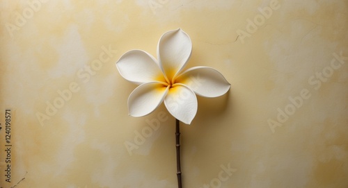 medium shot frangipani flower on yellow historical past.