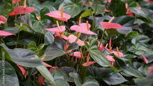 Anthurium andraeanum (flamingo flower, tailflower, painter's palette, oilcloth flower, laceleaf, kuping gajah) flower. The whole plant is toxic. It contains saponins and crystals of calcium oxalate