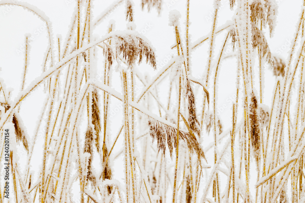 Fototapeta premium Closeup of frost-covered pampas grass on light white background. Icy textures and natural elegance of frozen plants as serene and tranquil winter atmosphere. Snow covering of dry reeds on frozen pond