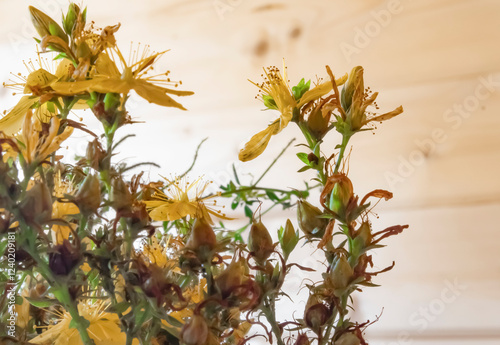 St. John's wort with holes on the background of a wooden wall